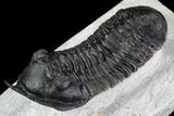 Morocconites Trilobite Fossil - Morocco #108539-2